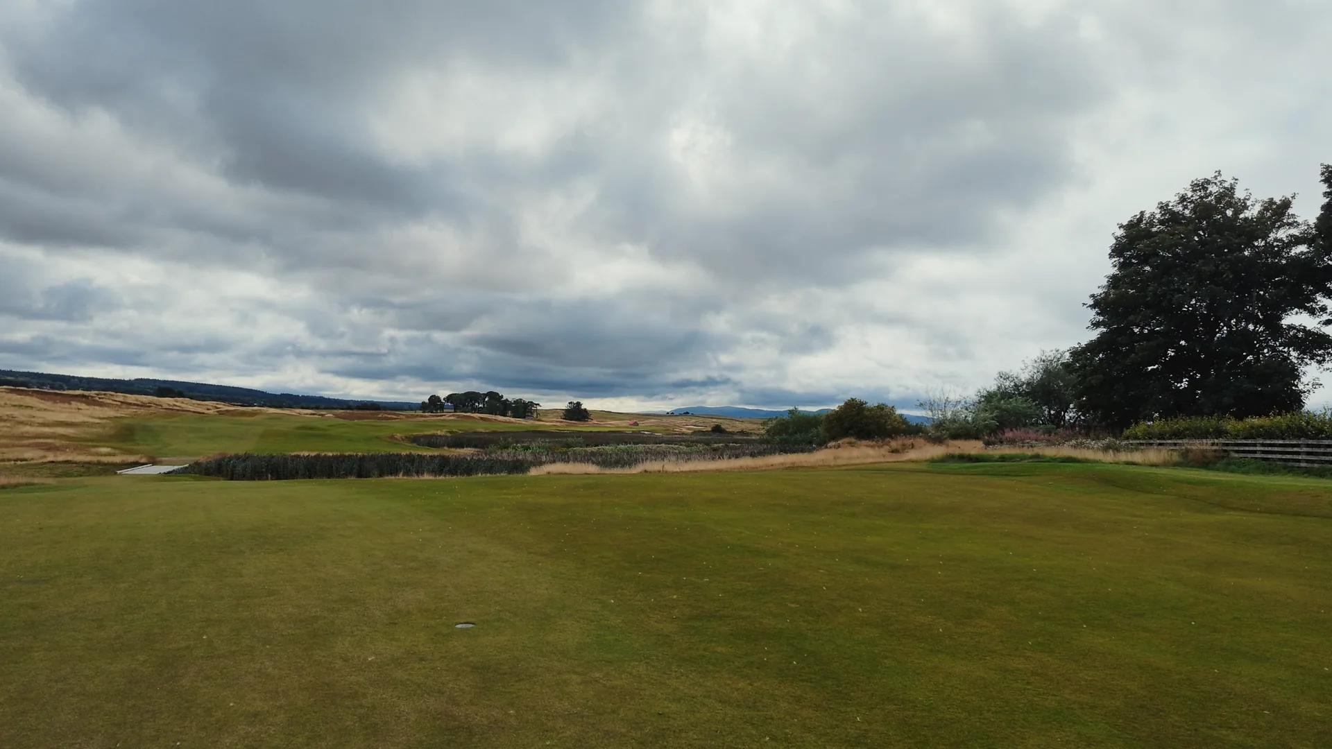 A putting green beside reeds and mature trees